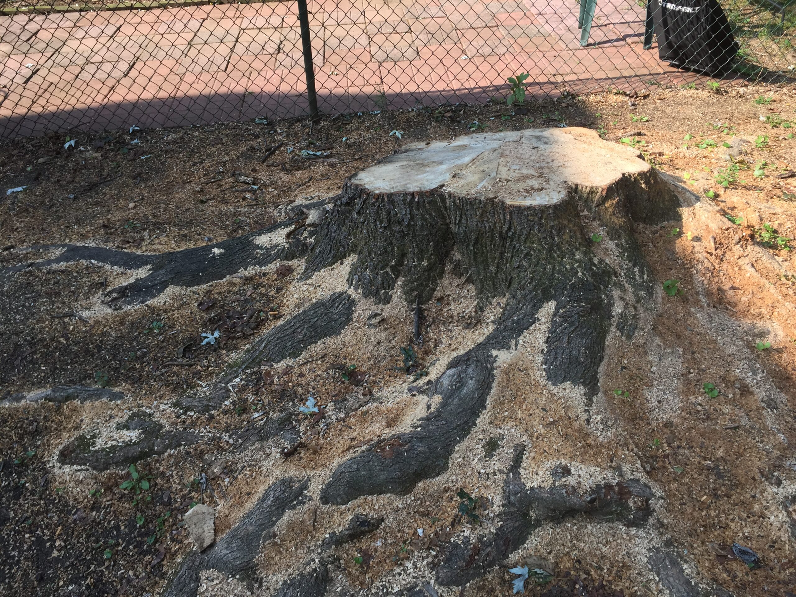 Tree Stump Removal